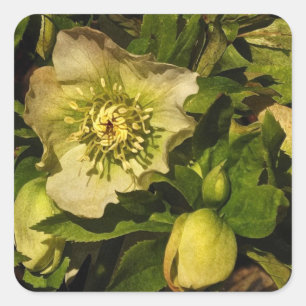 Lenten Rose Hellebore Square Sticker