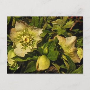 Lenten Rose Hellebores Postcard