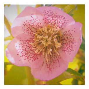 Lenten Rose. Helleborus  Poster
