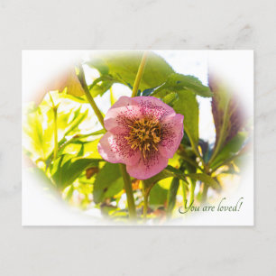 Lenten Rose. Helleborus. You are loved! Postcard