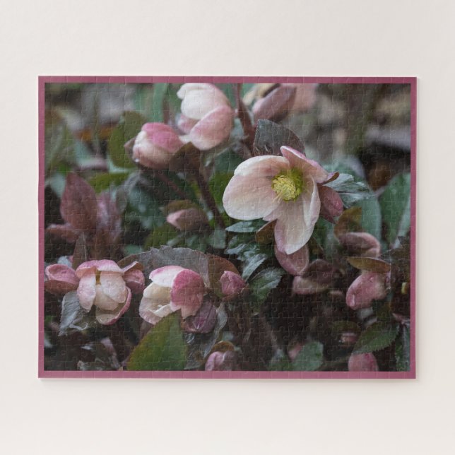 Lenten Rose Jigsaw Puzzle (Horizontal)