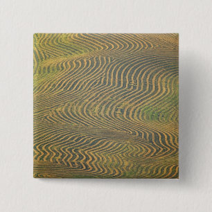 Lentil peas windrowed and awaiting harvest in 15 cm square badge