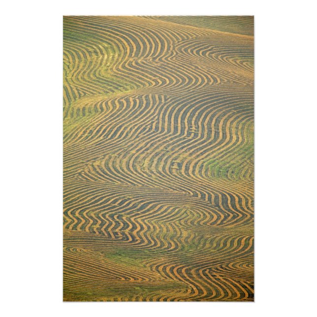 Lentil peas windrowed and awaiting harvest in photo print (Front)