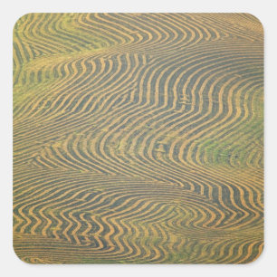 Lentil peas windrowed and awaiting harvest in square sticker