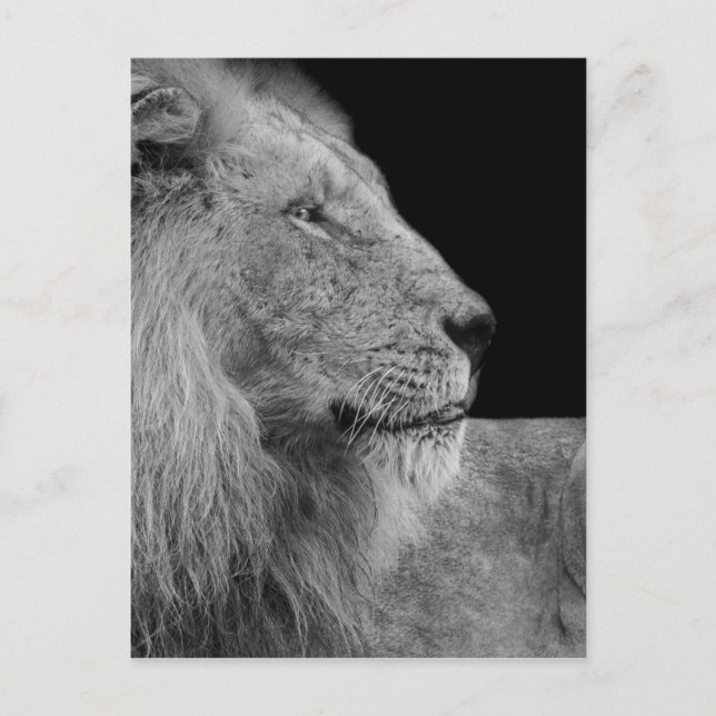 LEO the LION King of the Jungle in Black and White Postcard (Front)