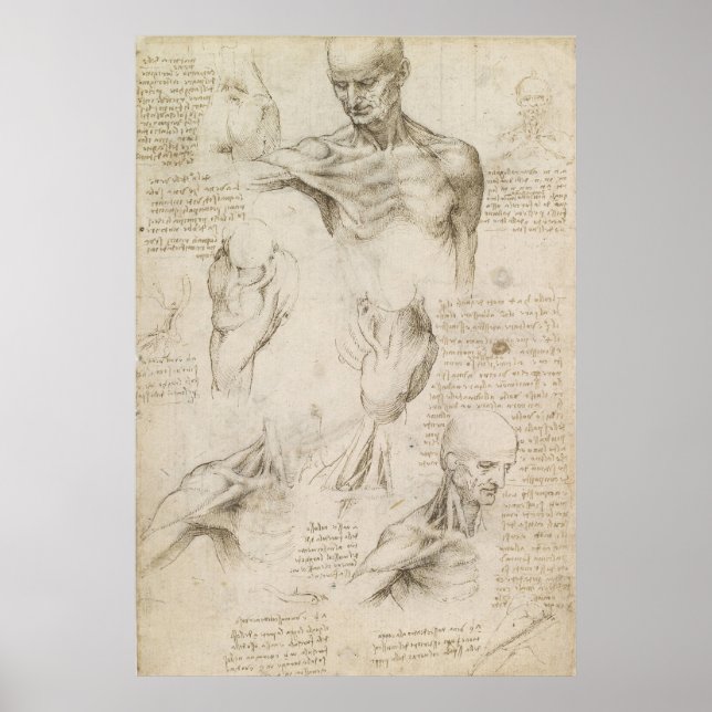 Leonardo Anatomical Drawing of Shoulder and Neck Poster (Front)
