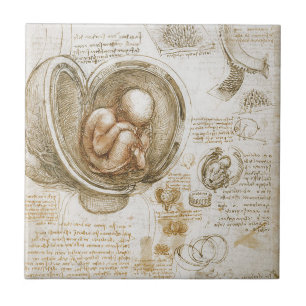 Leonardo da Vinci Studies of the Foetus in the Tile