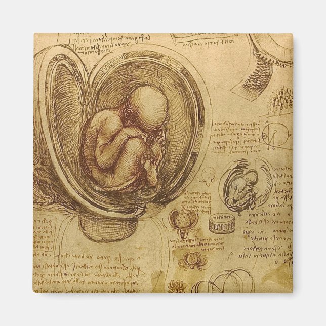 Leonardo Da Vinci -  Study of Anatomy Magnet (Front)