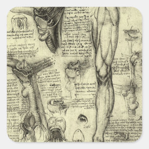 Leonardo da Vinci Vintage Human Anatomy Larynx Leg Square Sticker