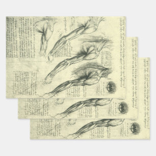 Leonardo da Vinci's Arm and Shoulder Anatomy Wrapping Paper Sheet