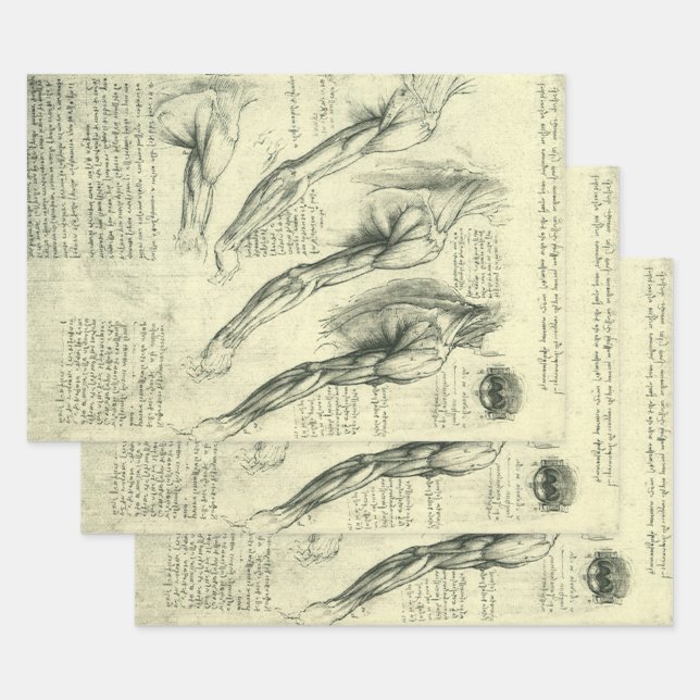 Leonardo da Vinci's Arm and Shoulder Anatomy Wrapping Paper Sheet (Set)