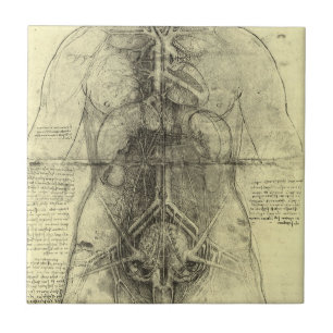 Leonardo da Vinci's Human Anatomy, Female Torso Ceramic Tile