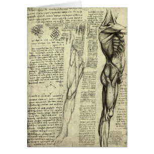 Leonardo da Vinci's Human Anatomy Male Muscles
