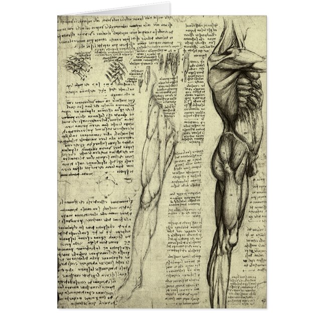 Leonardo da Vinci's Human Anatomy Male Muscles (Front)