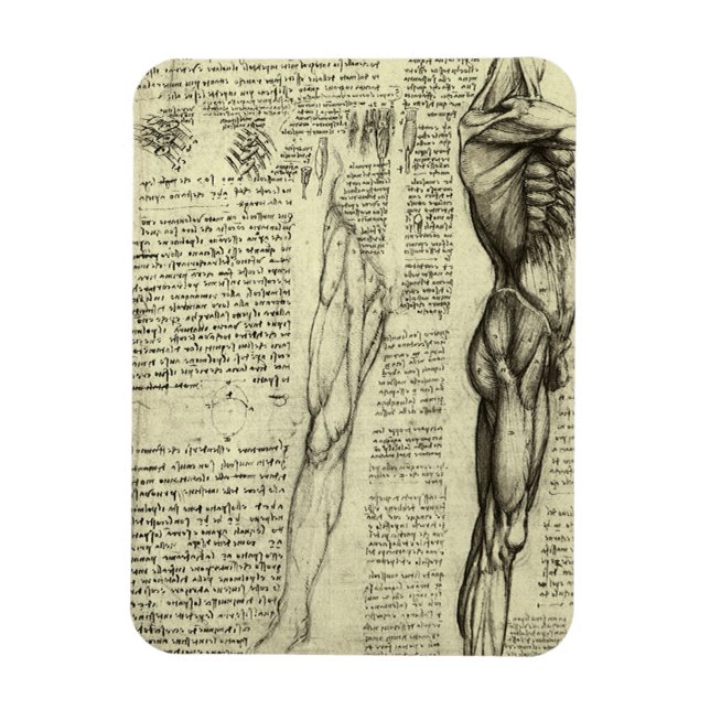 Leonardo da Vinci's Human Anatomy Male Muscles Magnet (Vertical)