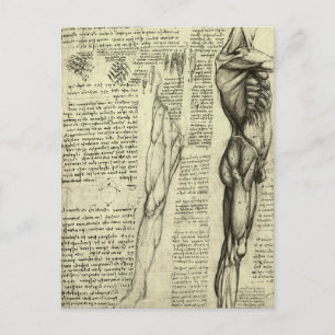 Leonardo da Vinci's Human Anatomy Male Muscles Postcard