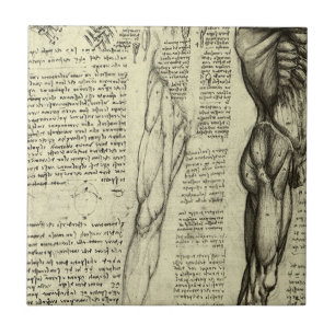Leonardo da Vinci's Human Anatomy Male Muscles Tile