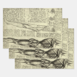 Leonardo da Vinci's Human Anatomy Male Muscles Wrapping Paper Sheet