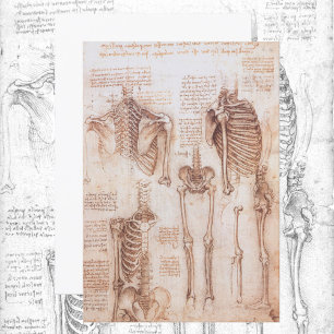 Leonardo da Vinci's Human Anatomy Skeleton Bones