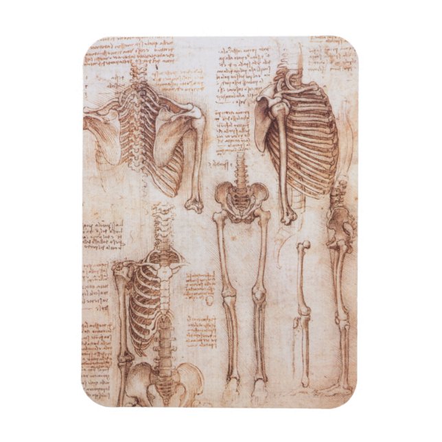 Leonardo da Vinci's Human Anatomy Skeleton Bones Magnet (Vertical)