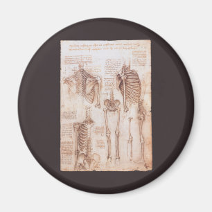 Leonardo da Vinci's Human Anatomy Skeleton Bones Magnet