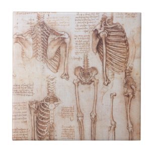 Leonardo da Vinci's Human Anatomy Skeleton Bones Tile
