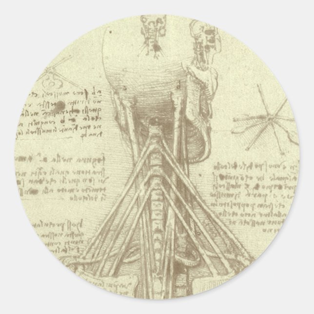 Leonardo da Vinci's Human Anatomy Spinal Column Classic Round Sticker (Front)