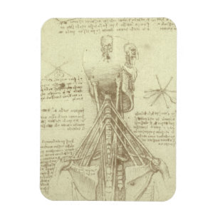 Leonardo da Vinci's Human Anatomy Spinal Column Magnet