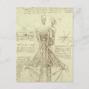 Leonardo da Vinci's Human Anatomy Spinal Column Postcard