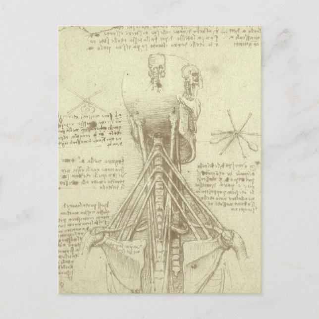 Leonardo da Vinci's Human Anatomy Spinal Column Postcard (Front)