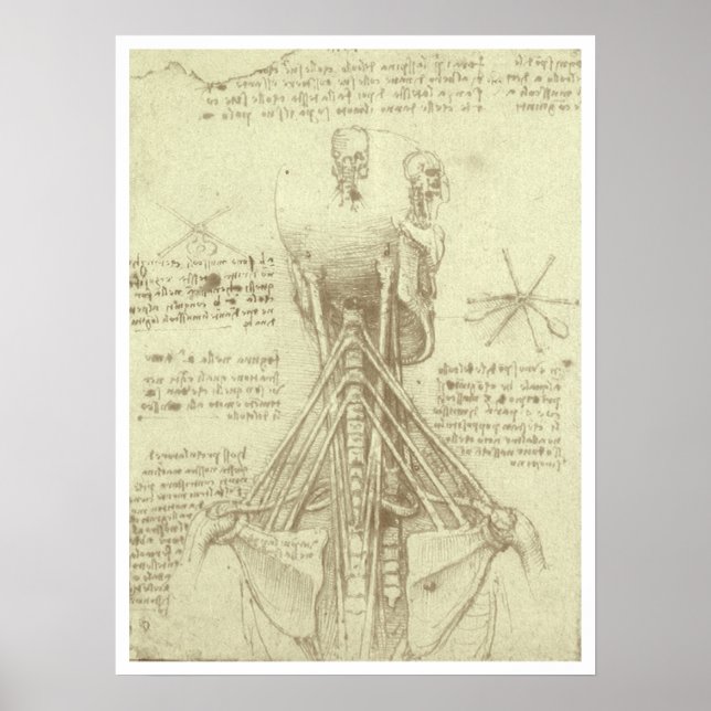 Leonardo da Vinci's Human Anatomy Spinal Column Poster (Front)