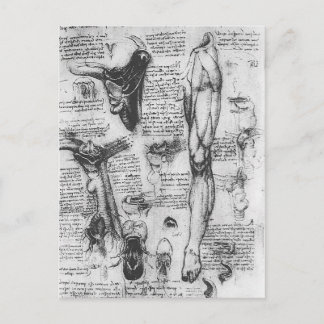 Leonardo Vinci- Anatomical studies (larynx & leg) Postcard