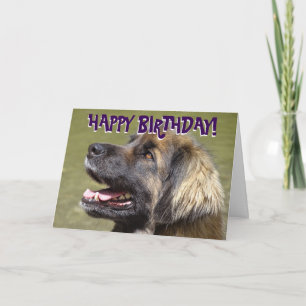 Leonberger dog birthday card
