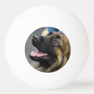 Leonberger Ping Pong Ball