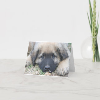 Leonberger puppy Blank Notecard
