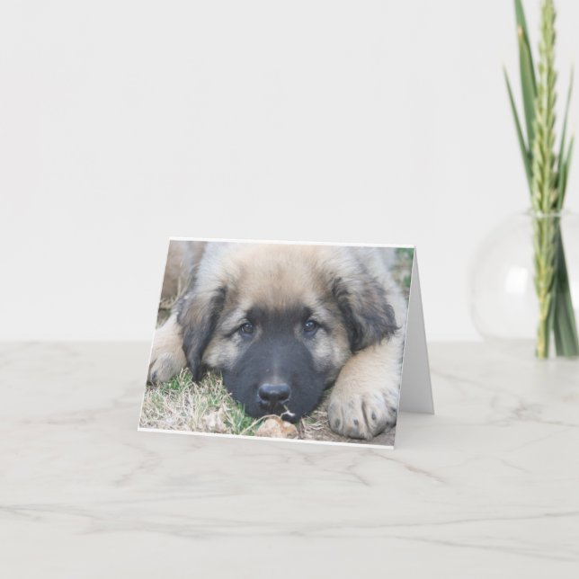 Leonberger puppy Blank Notecard (Front)