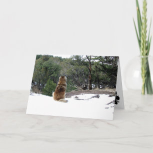 Leonberger Sympathy card