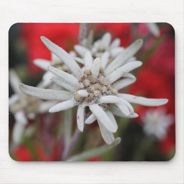 Leontopodium alpinum mouse pad (Front)