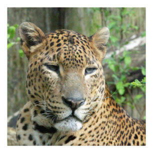 Leopard20151002 Photo Print