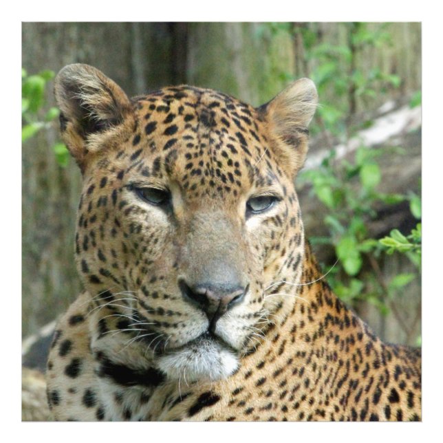 Leopard20151002 Photo Print (Front)