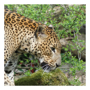 Leopard20151003 Photo Print