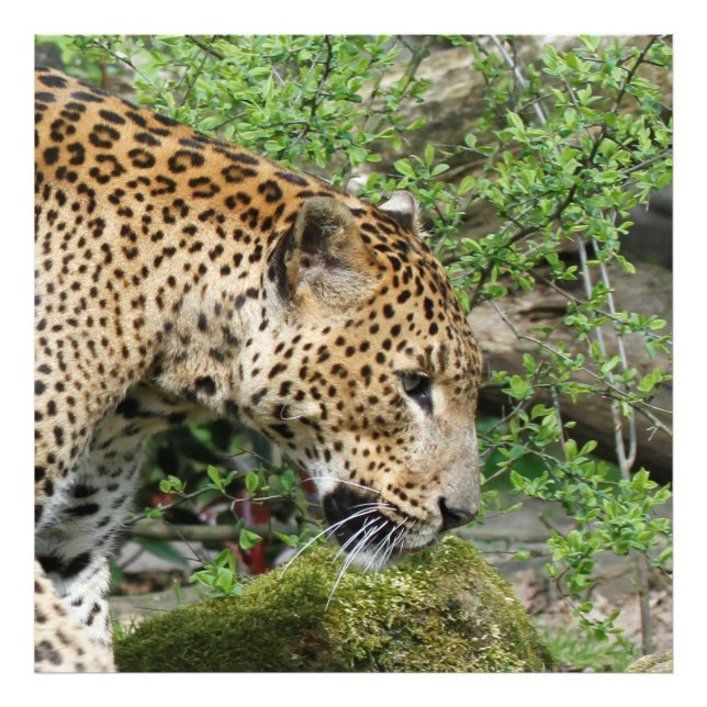 Leopard20151003 Photo Print (Front)