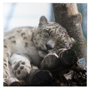 Leopard 002 ceramic tile