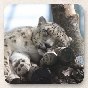 Leopard 002 coaster
