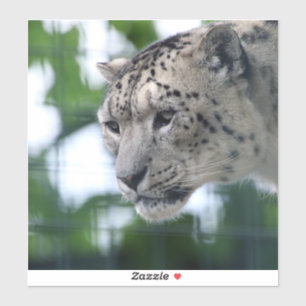 Leopard 003