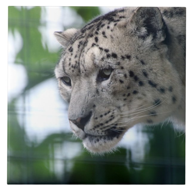 Leopard 003 ceramic tile (Front)