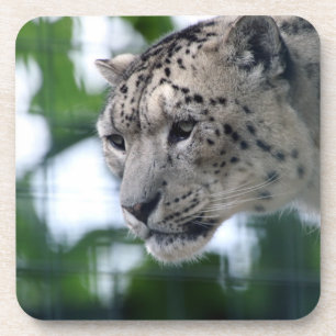 Leopard 003 coaster