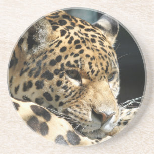Leopard 004 coaster