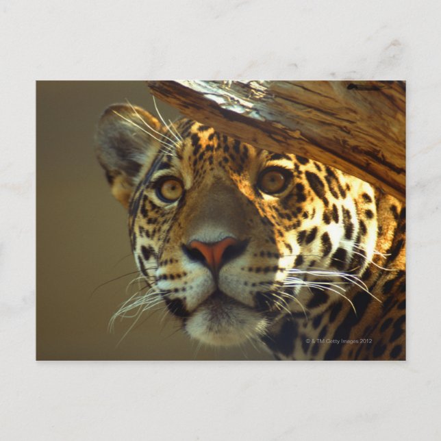 leopard 2 postcard (Front)