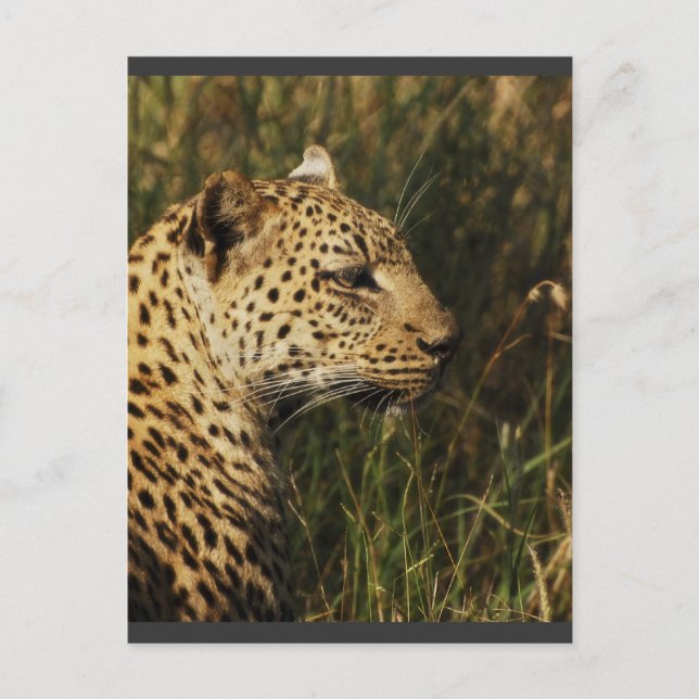 Leopard (alert & sitting up) wild animal postcards (Front)